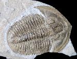 Proasaphiscus rigidus (JEGOROVA & SAVITZKY 1968) - Bild © FossNet FossilienStore